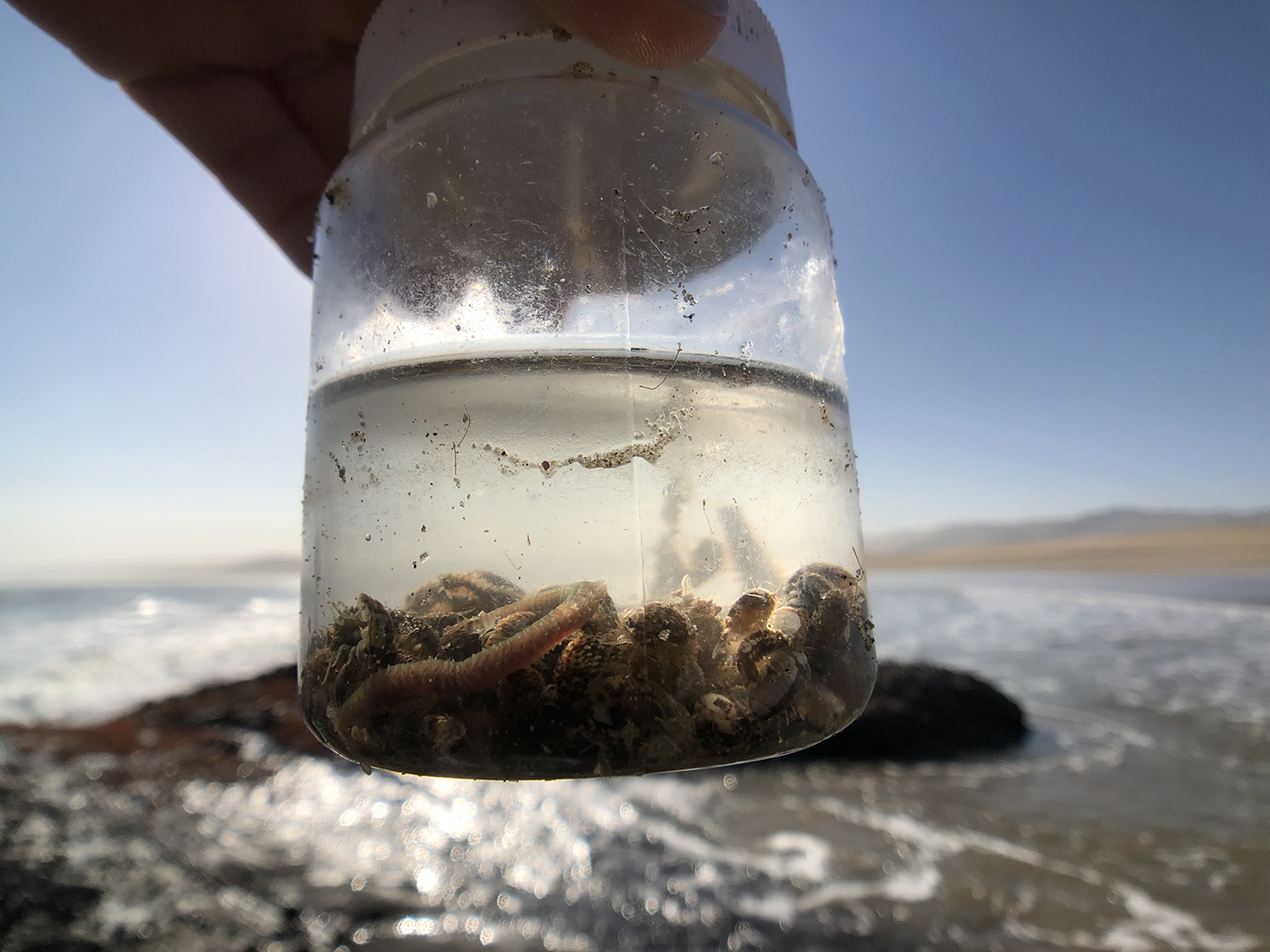 A marine explorer catching and cataloging intertidal macrofauna along Africa's dynamic coastlines.