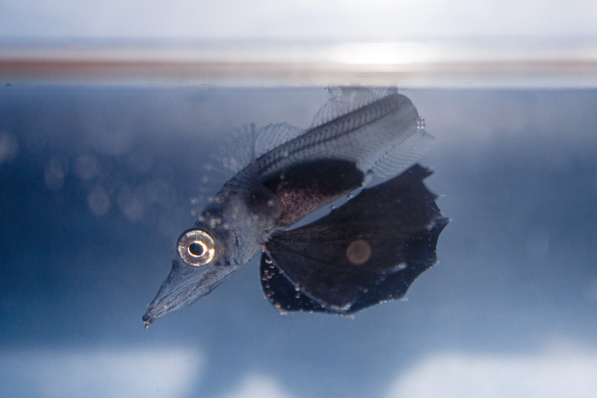 Ice fish Larvae collected during the BROKE-West Expedition onboard RV Aurora Australis. Photo: ©Anton Van de Putte