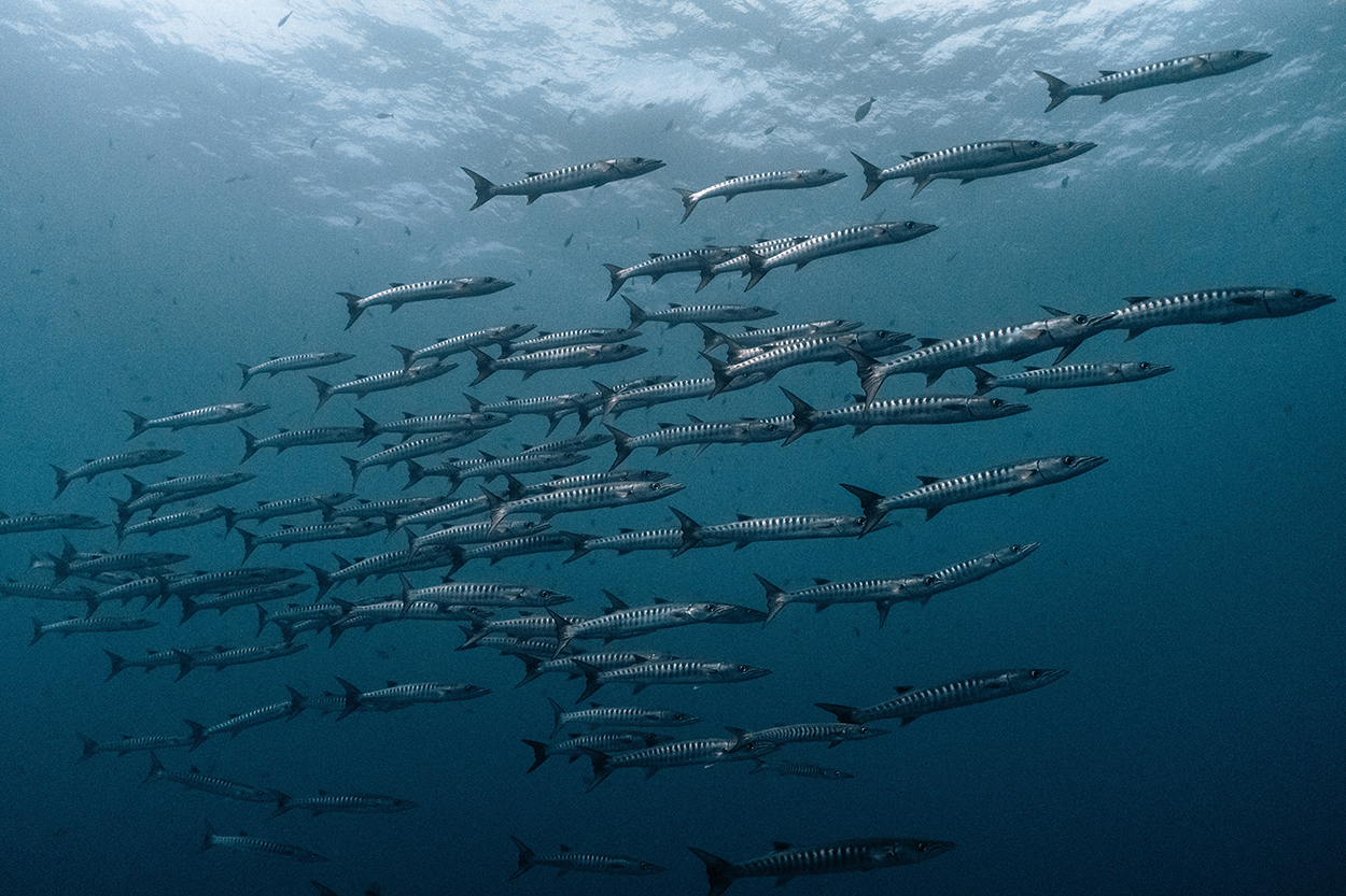School of Barracuda in the Andaman Islands. Photo: Marla Tomorug / Kogia