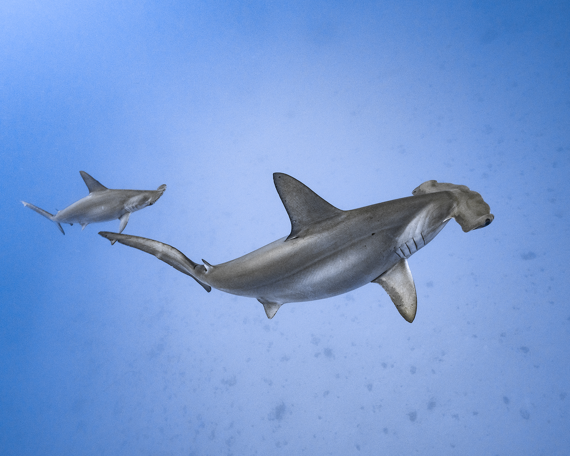 Hammerhead sharks swimming