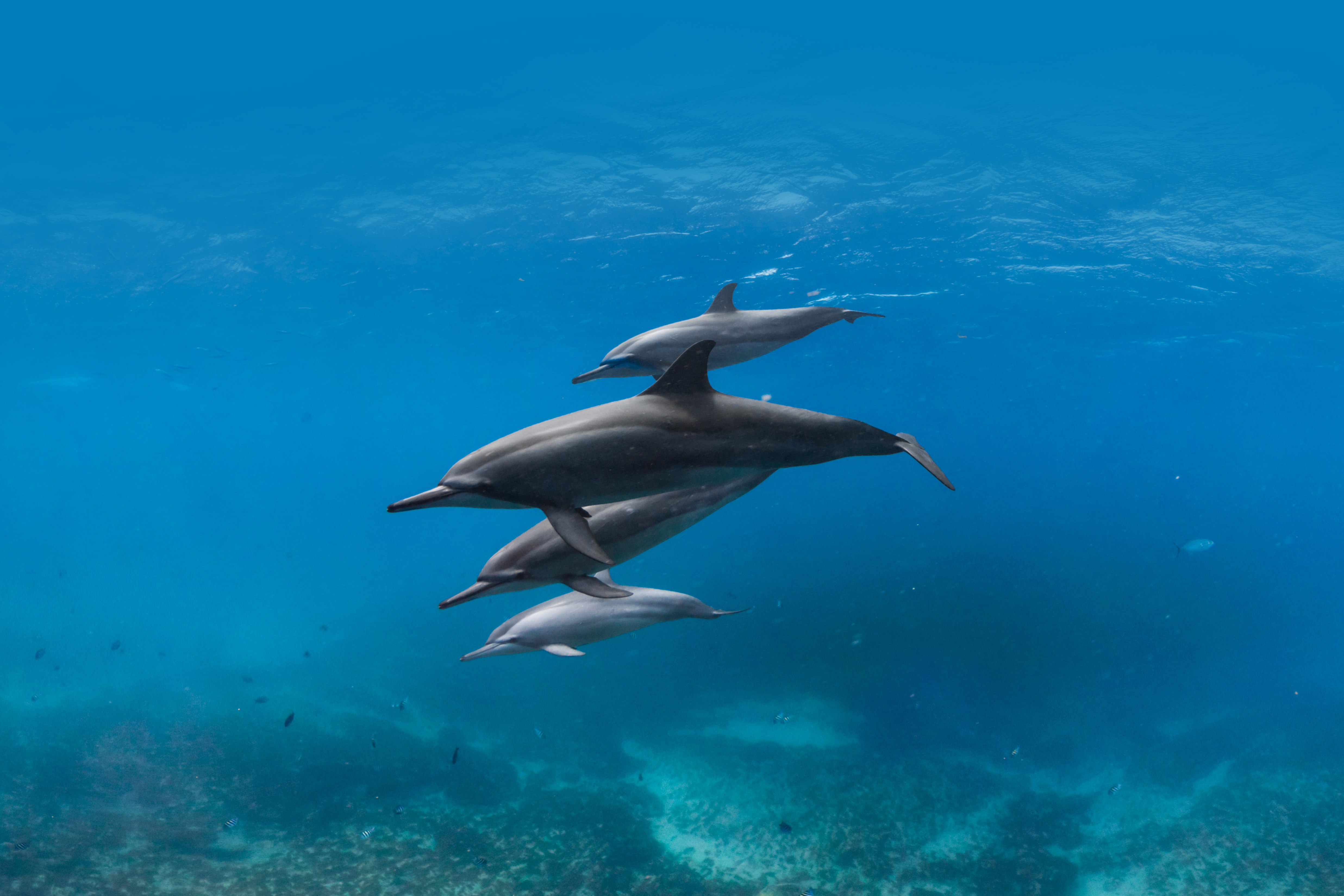Dolphins swimming in Canal da Sela Ginete, Atol das Rocas, Brazil