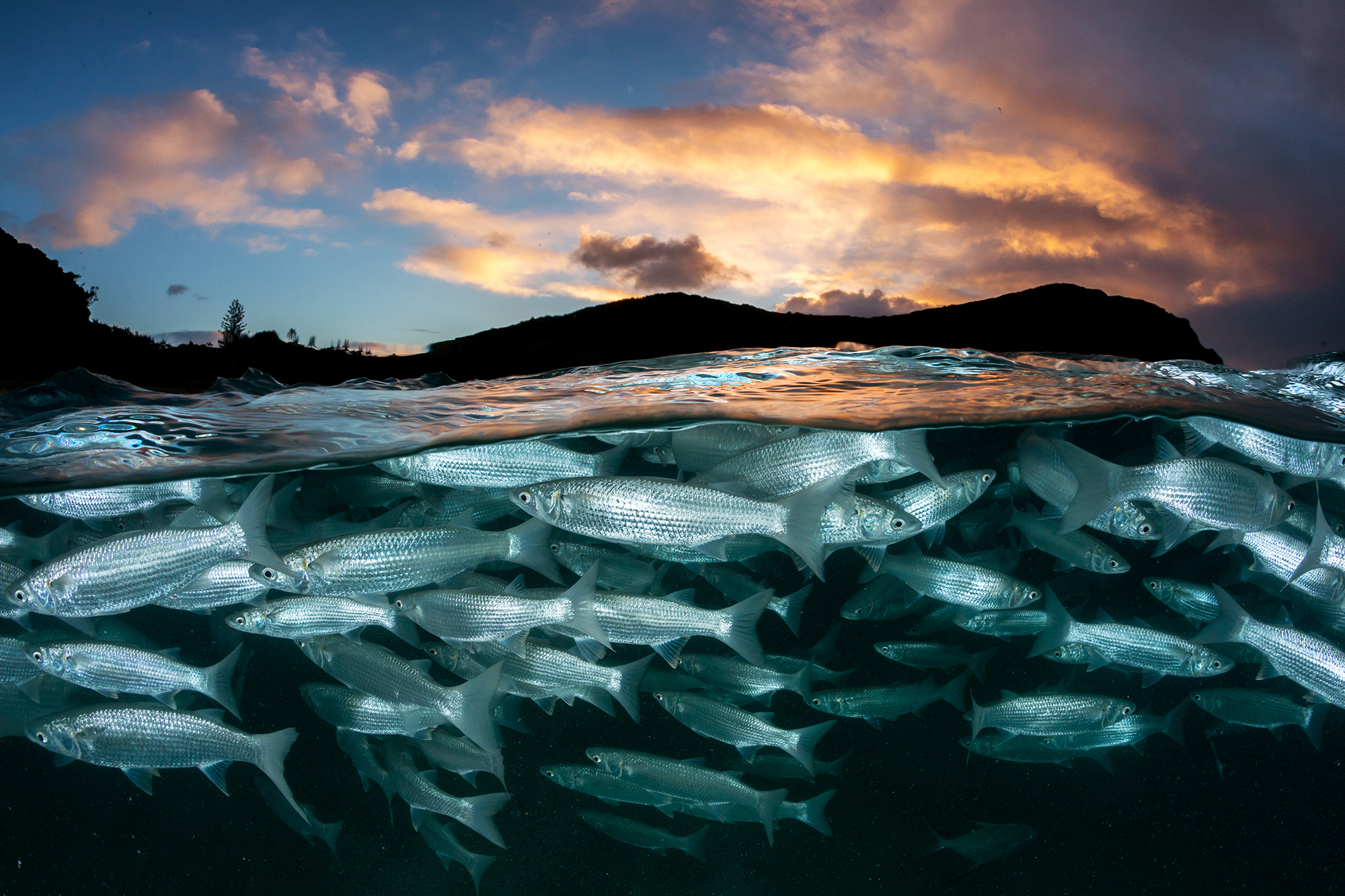 The OBIS and GOOS joint efforts to connect marine biodiversity data to global Ocean observation.